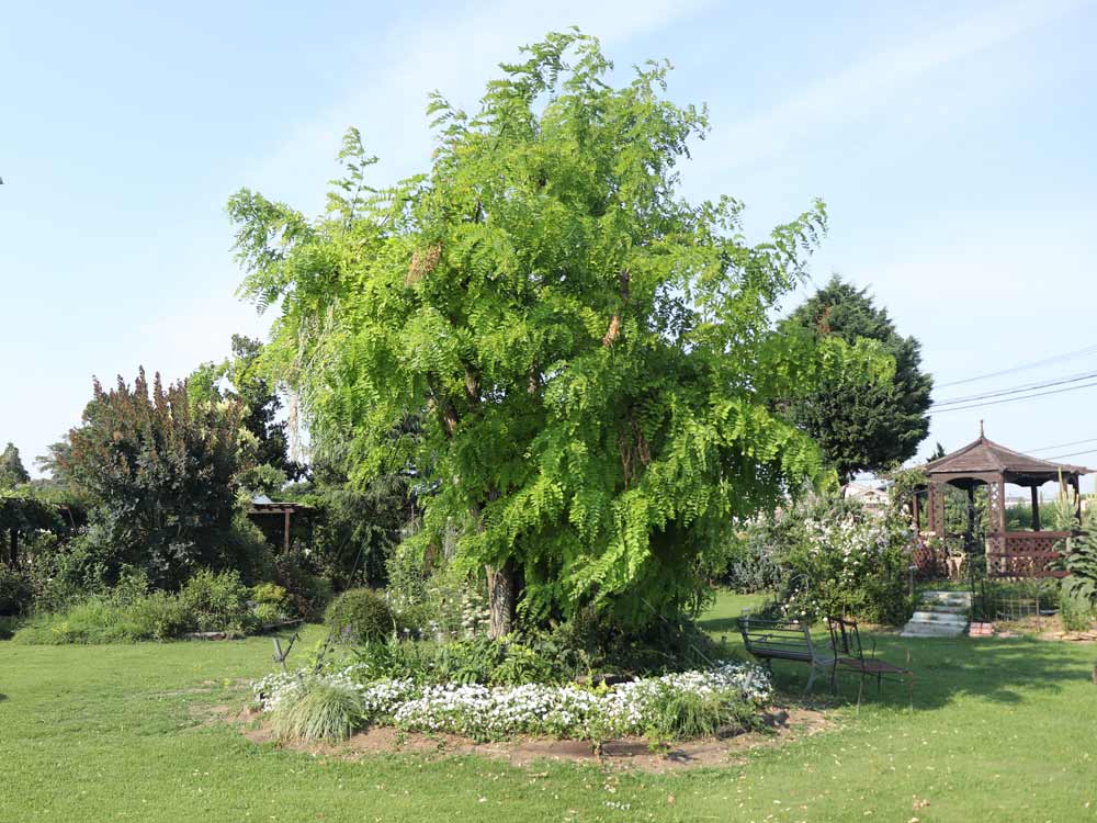 イングリッシュガーデン